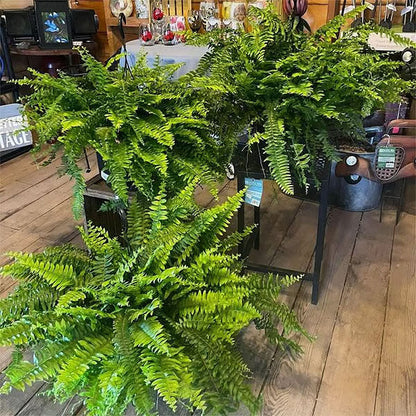 UV-bestandig, naturtro kunstig Boston Fern