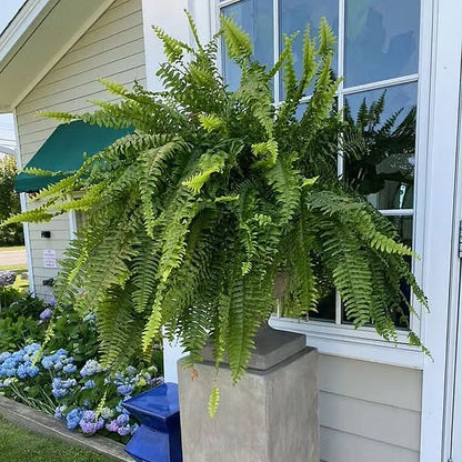 UV-bestandig, naturtro kunstig Boston Fern