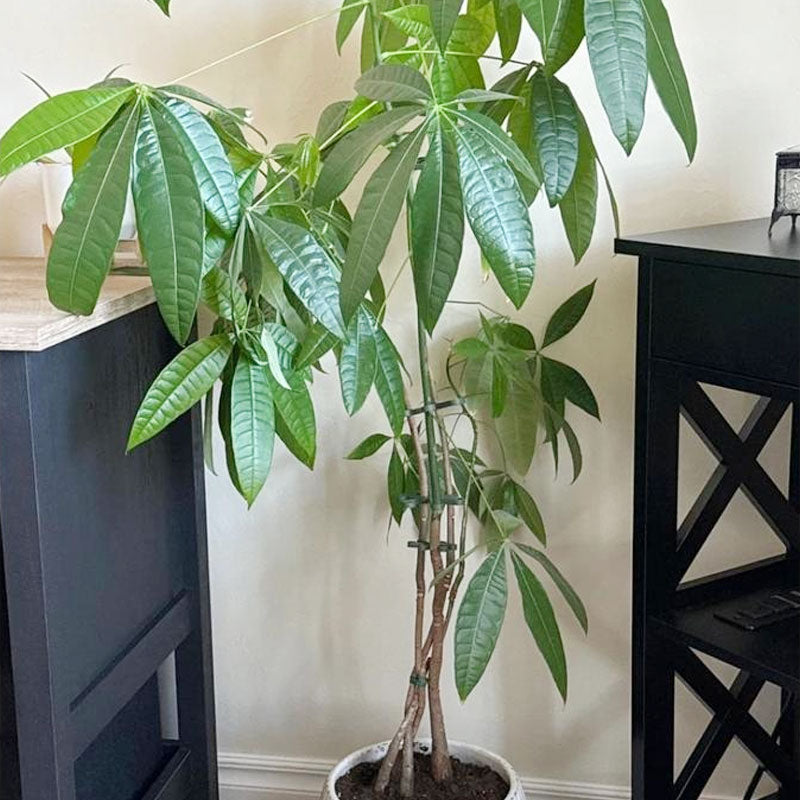 Plantestamme støtte (4 stk)